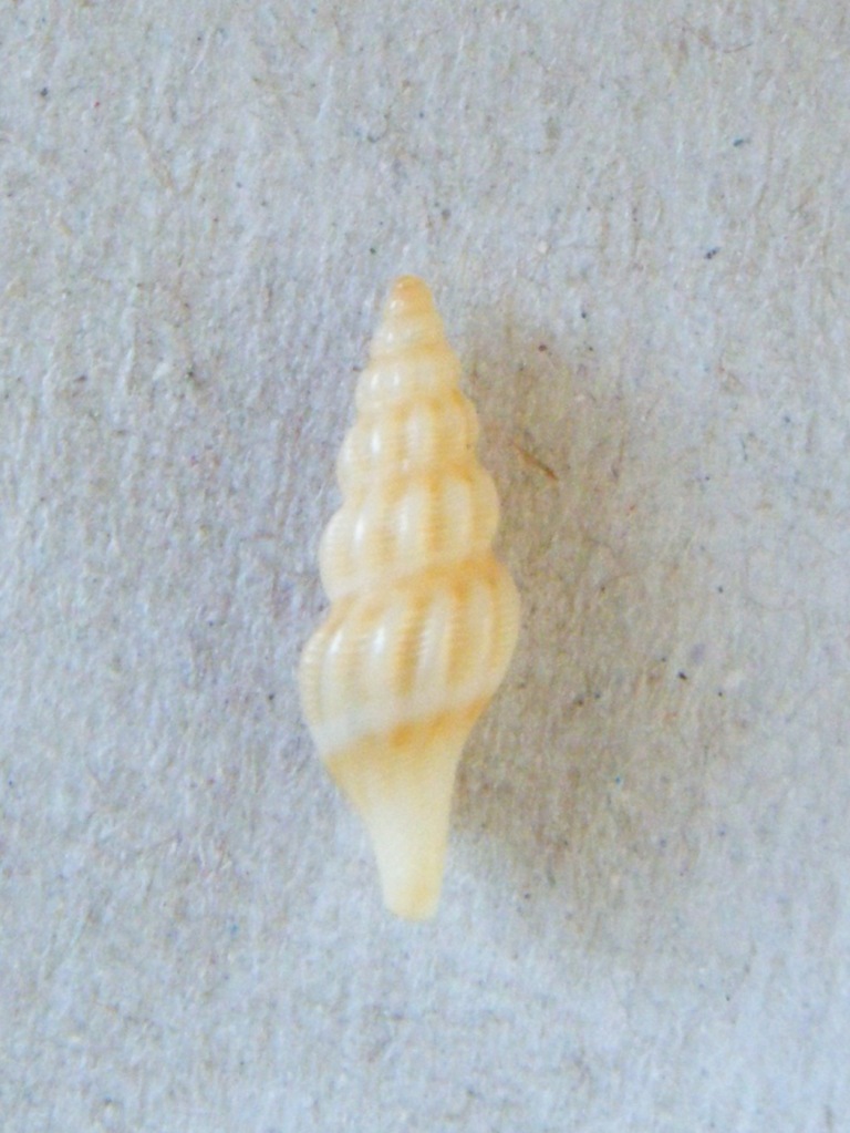 Turridae?